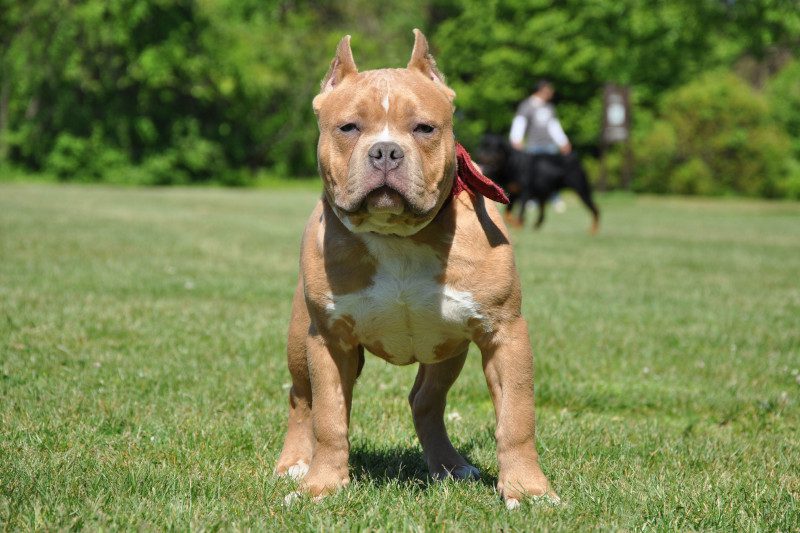 American Standard Bully