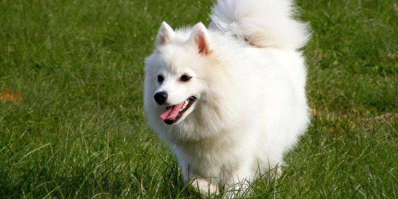 Japanese Spitz