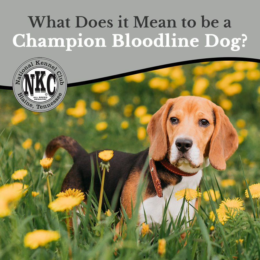 What Does it Mean to be a Champion Bloodline Dog?