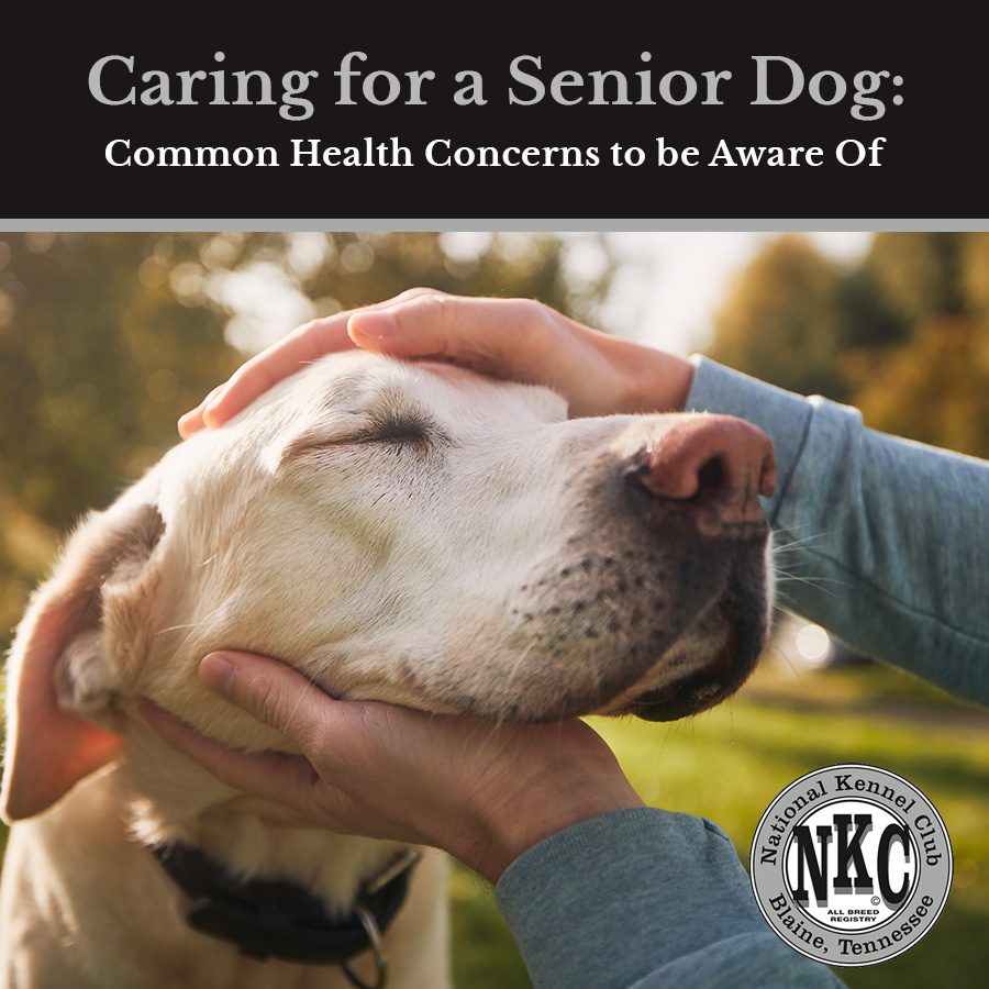 Caring for a Senior Dog: Common Health Concerns to be Aware Of