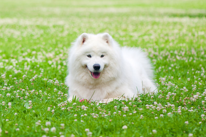 Samoyed | National Kennel Club