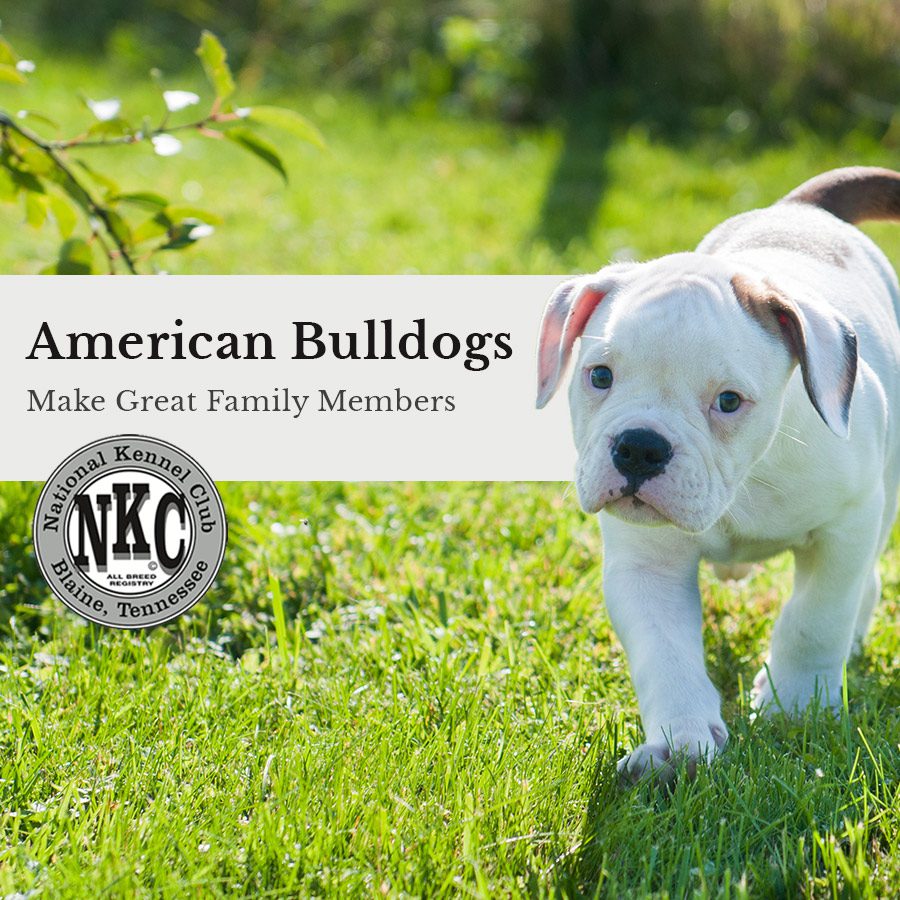 American Bulldogs Make Great Family Members