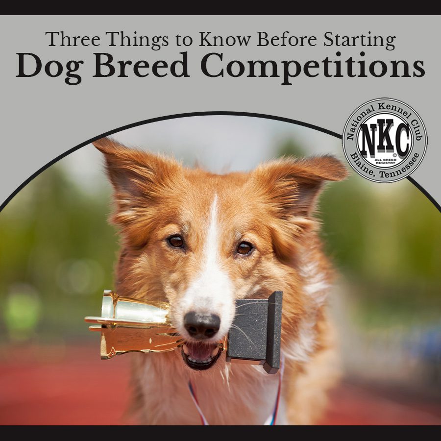 Three Things to Know Before Starting Dog Breed Competitions