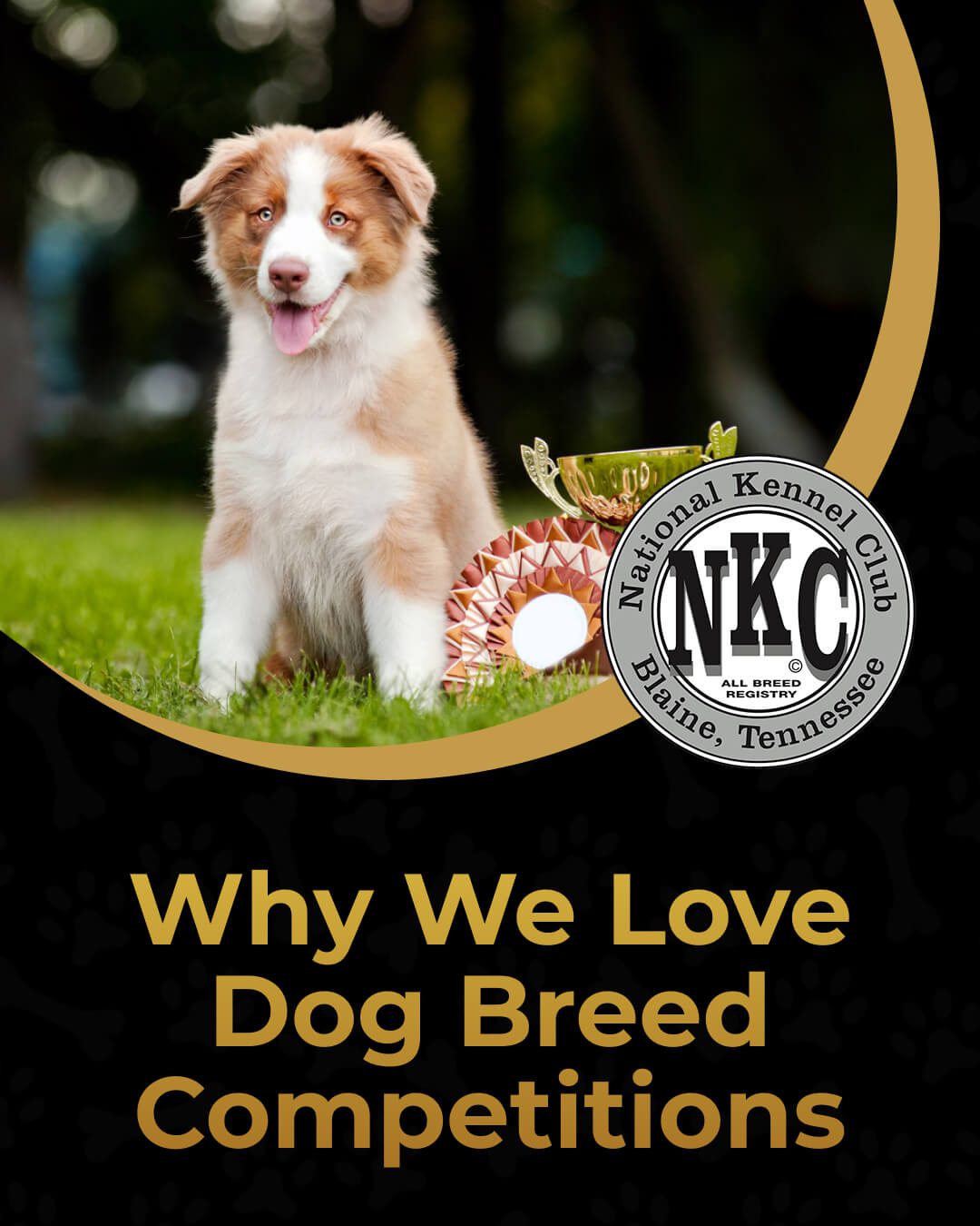 4 Things to Know About Dog Show Events Before Signing Up