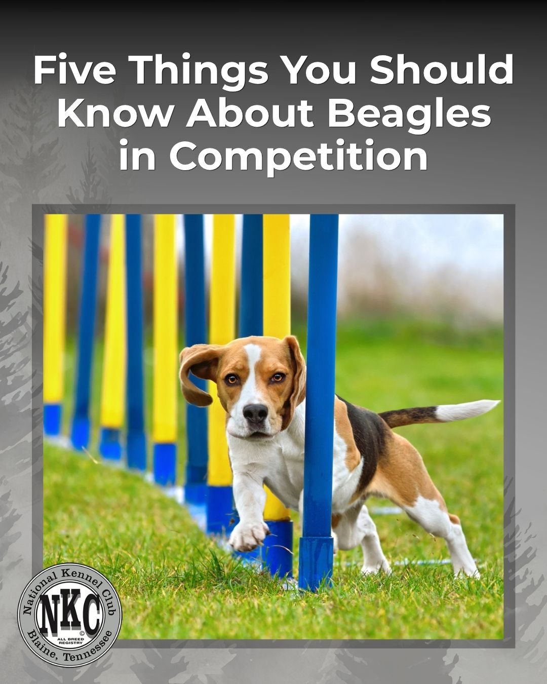 Five Things You Should Know About Beagles in Competition