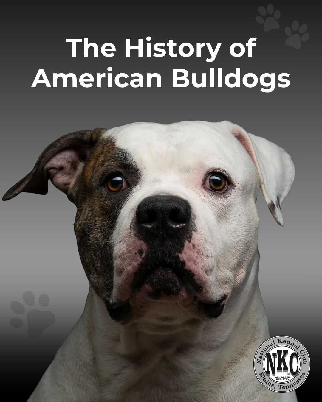 The History of American Bulldogs